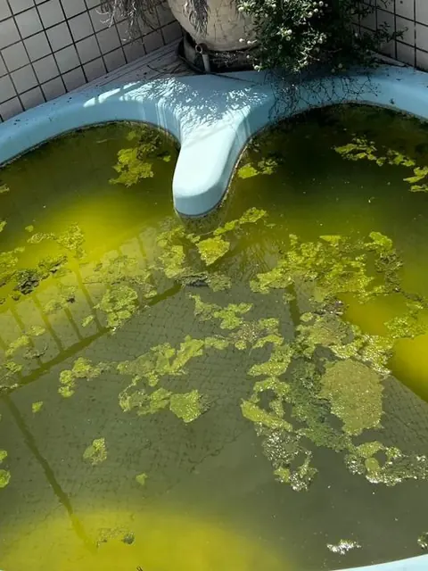 Antes da reforma: piscina de fibra com a água verde e cheia de algas
